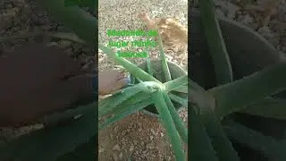meu pezinho de babosa