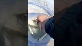 İstavrit #izmaritbalığı #izmarit #istavrit #istavritavı #fish #balıkavı #fishing #olta #balık #omg