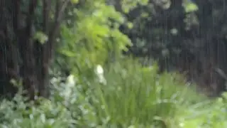 Nature Sounds: Rain Sounds One Hour for Sleeping, Sleep Aid for Everybody