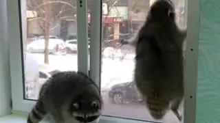 Енот Прыгает На Окно 