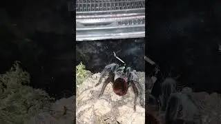 When the venom kicks in.