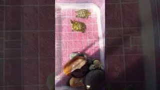🐢👍🤗 #turtles #kaplumbağalar #pets