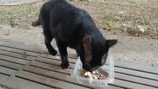 I FEED BLACK CAT