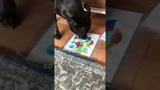 Cute Pet Compilation #asmr #arttok #sookiea 296