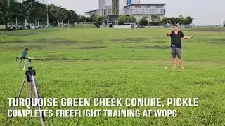 WOPC Member’s Turquoise Green Cheek Conure Completes Freeflight Training