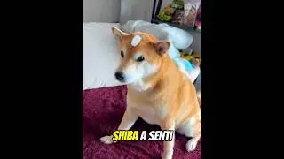 This owner tested an ice cube on his dogs.