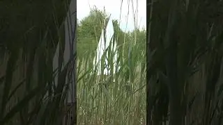 На узкой лесной речке под парусом