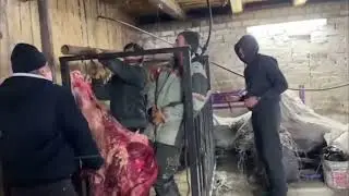 Незавидная участь повредившегося быка