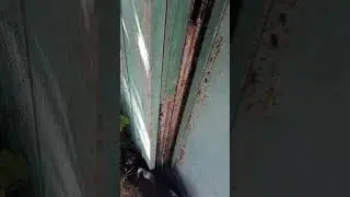 котэ сморила августа жара!