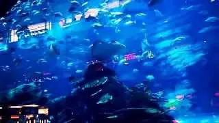 Аквариум в Дубай Молле, Aquarium in Dubai Mall, Sharks Dubai Aquarium, самый большой аквариум