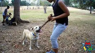 Mi perro Pitbull THOR