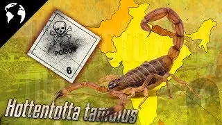Le SCORPION le plus DANGEREUX au MONDE