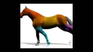 horse mp4 footage