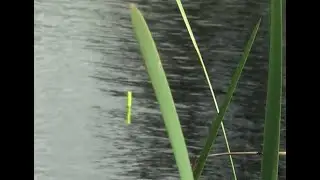 Рибалка на поплавок. 🎣🎣🎣Клев карася на удочку на бутерброд, наживка опариш хробак.