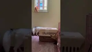 Foxes jokingly look after each other