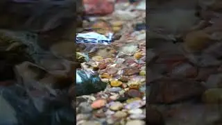 The murmur of a stream. Summer. Birds