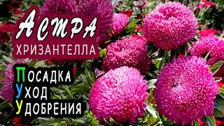 Астра Хризантелла Тропикана. Цветение, уход