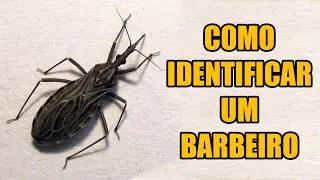 Como identificar um barbeiro