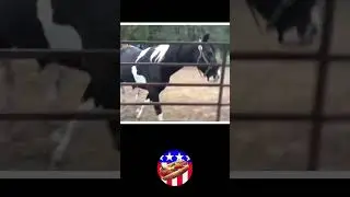 Fat Guy Races Horse