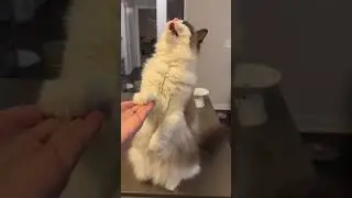 Cat moms be like 