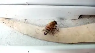 Dancing Bee