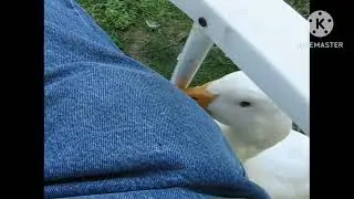 Duck pays their taxes