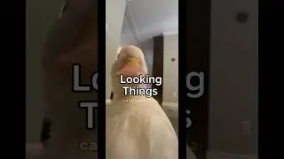 Days in the life of one of these weird looking things. #funnyanimals #meme #funny #duck