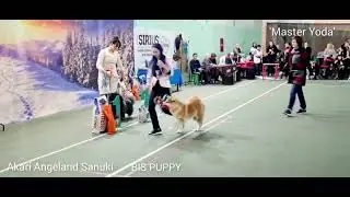 Йода💥AKARI ANGELAND SANUKI💥MASTER YODA🏆BEST IN SHOW PUPPY🏆