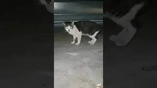 kucing galak #cat #shortvideo #shorts