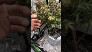grow room