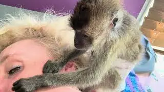 Macaque Monkey Ralphie D and Me ASMR