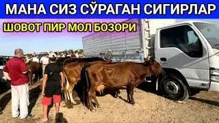 ХОРАЗМ ШОВОТ ПИР МОЛ БОЗОРИ СИГИРЛАР НАРХЛАРИ 26-июль 2023 г.