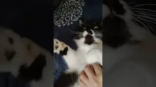 Relaxing and petting our pet Persian Cat