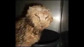 Je m'appelle Caramel...Condamnons les agresseurs d'animaux !
