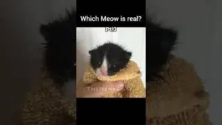 Which Meow is real? Pt.3 