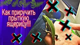 КАК ПРИРУЧИТЬ ПРЫТКУЮ ЯЩЕРИЦУ! ПРИРУЧЕНИЕ ПРЫТКОЙ! EXO TOP