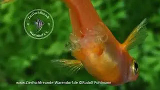 Reisfische - Medaka