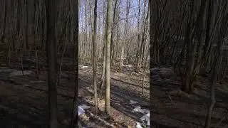 Enchanting Beauty of Nature - Spring Walk in the Forest- #short 6