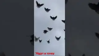 Покроются