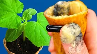 Urgently Give This Top dressing After Shooting Tomatoes, Peppers! There will be Strong and Healthy