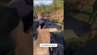 The encounter with the doe that made me change... 😟