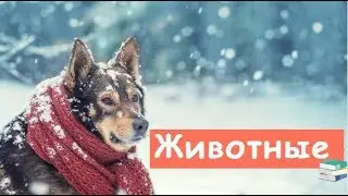 Вот, Почему Животным Не Нужно Стричься?