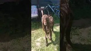 У нас пополнение в семействе коз! 💕