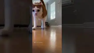 кошка танцует тверк | cat dancing twerk 