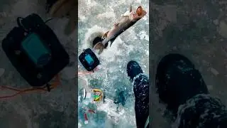 щука на балансир. эхолот практик 8 