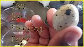 How to Freeze Eggs