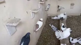 Племенной сезон открыт.