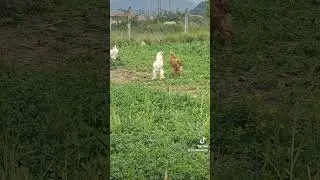 Üvey Kardeşler 🧿