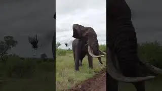 Warning Head Shake From Giant Tusker Ngwenya