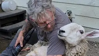 Mine Gothi: The Tale of Thor's Lame Goat